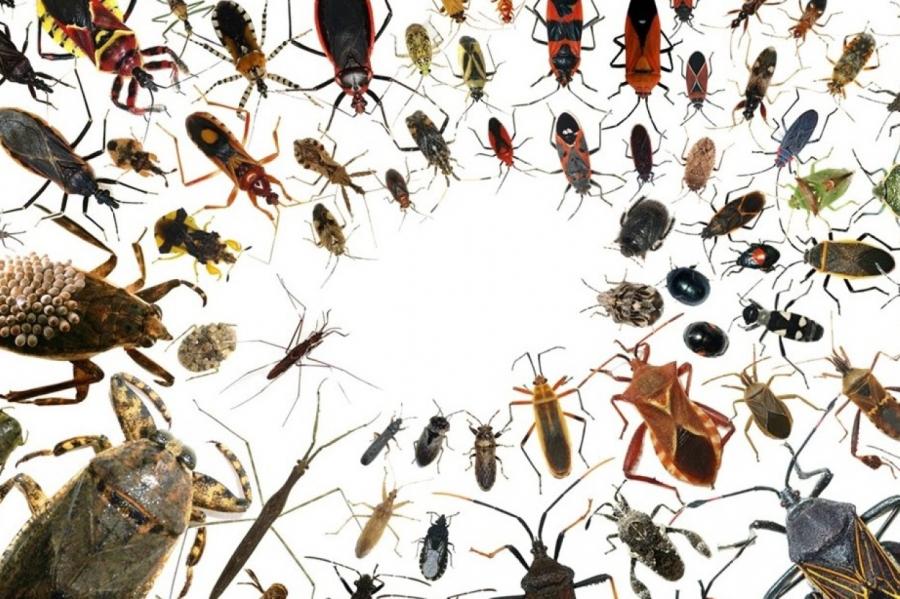 Nelūgti viesi mājās – kukaiņi. Apkarojam tos!