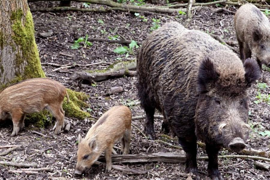 Āfrikas cūku mēris šonedēļ konstatēts piecām mežacūkām
