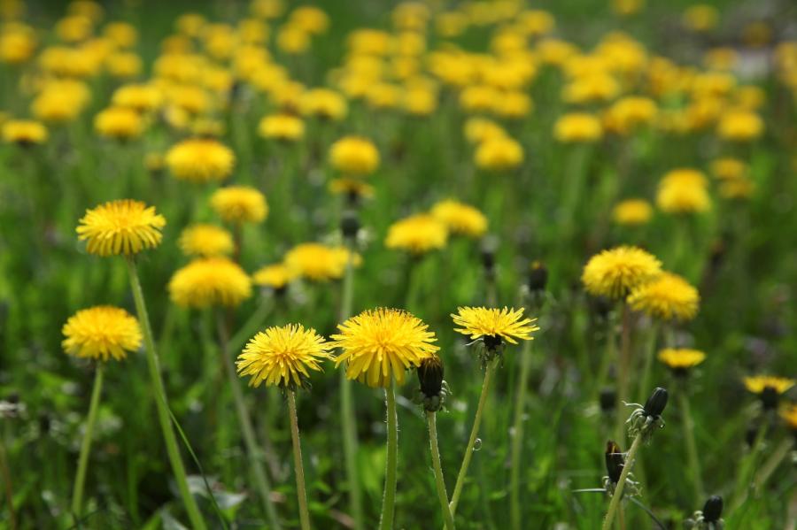 Šā gada maijs Latvijā bijis grādu siltāks nekā pērn