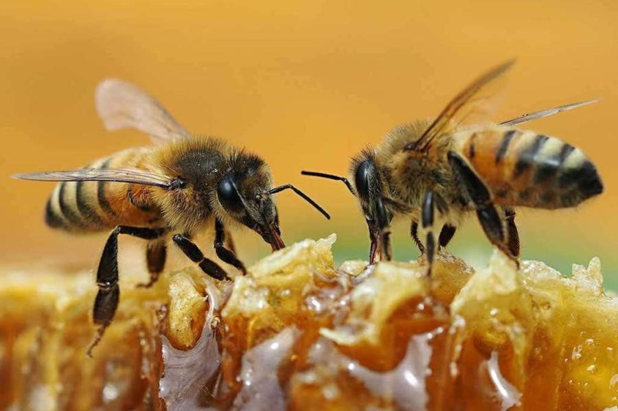 Bišu dāvana cilvēcei – medus