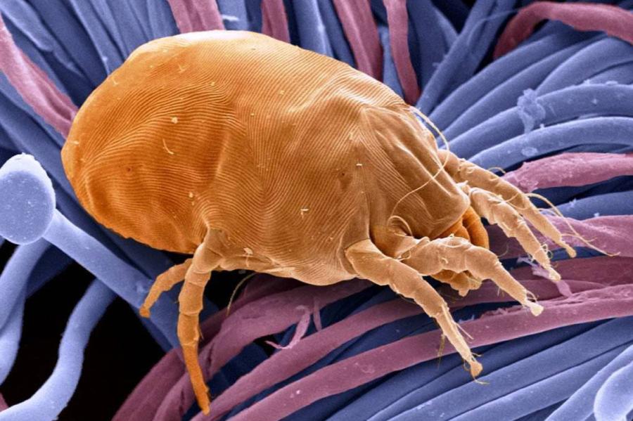 Kā apkarot putekļu ērcītes? Jautājam speciālistam