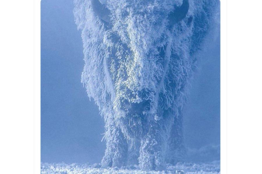 VS.lv: Interesants foto. Kā izskatās bizons -35 grādu sala?