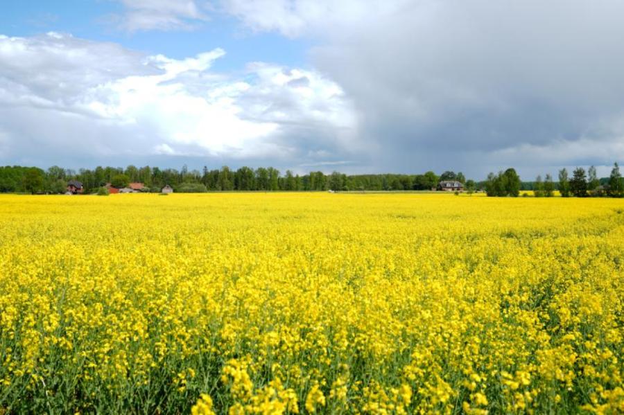 VS.lv: Ziemas rapsis šogad iesēts par vismaz 10% mazākās platībās nekā pērn