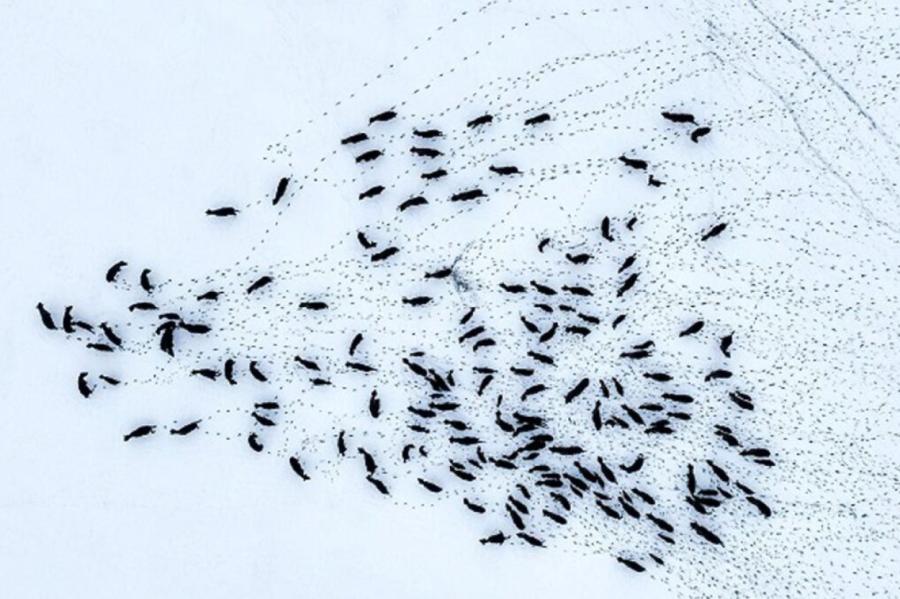 Skaistā daba - apmēram 100 bizoni šķērso ceļu Polijā (VIDEO)