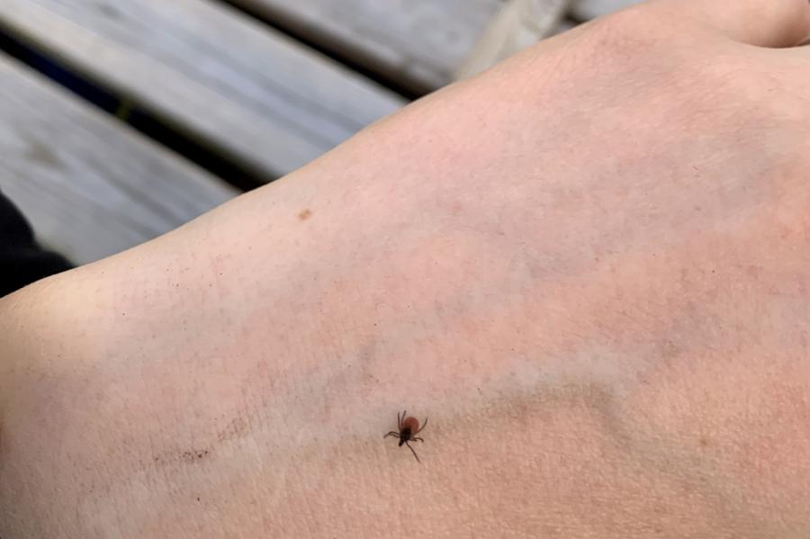 Šogad jau reģistrēti atlīdzību pieteikumi par saslimšanu ar Laimas slimību