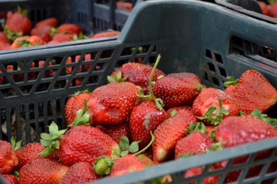 Paziņo, kad tirdzniecībā parādīsies pirmās Latvijā audzētās zemenes