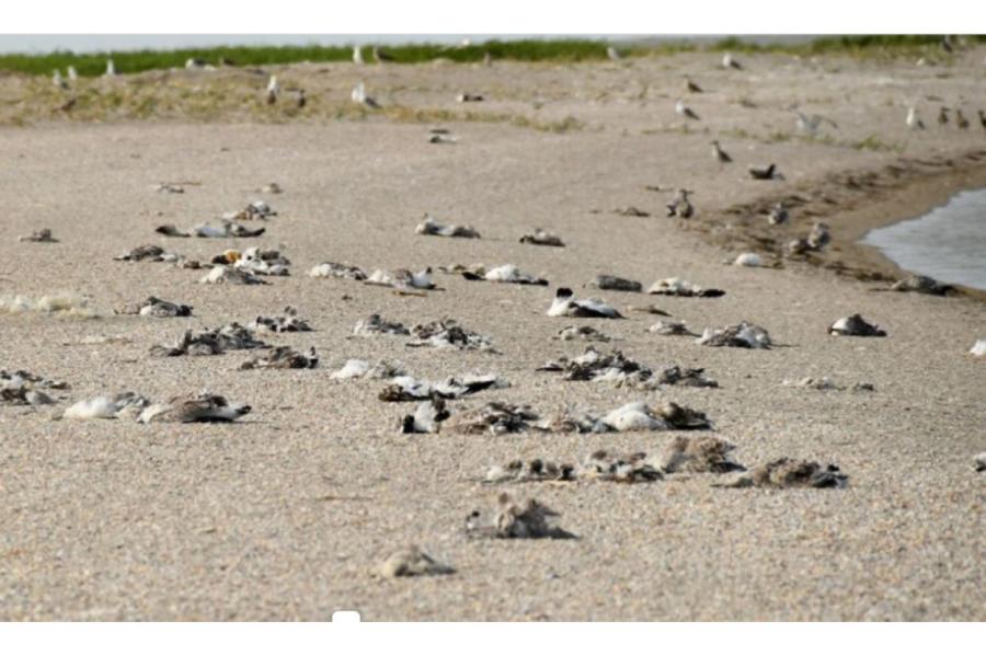 Nav labi! Arī Krāslavā mirušajiem putniem apstiprināta putnu gripa H5N1