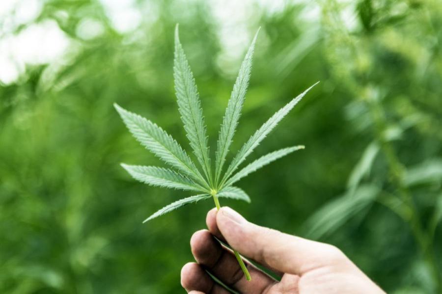 Vācijas ministrija: Marihuānas legalizācija ļaus ietaupīt miljardu eiro