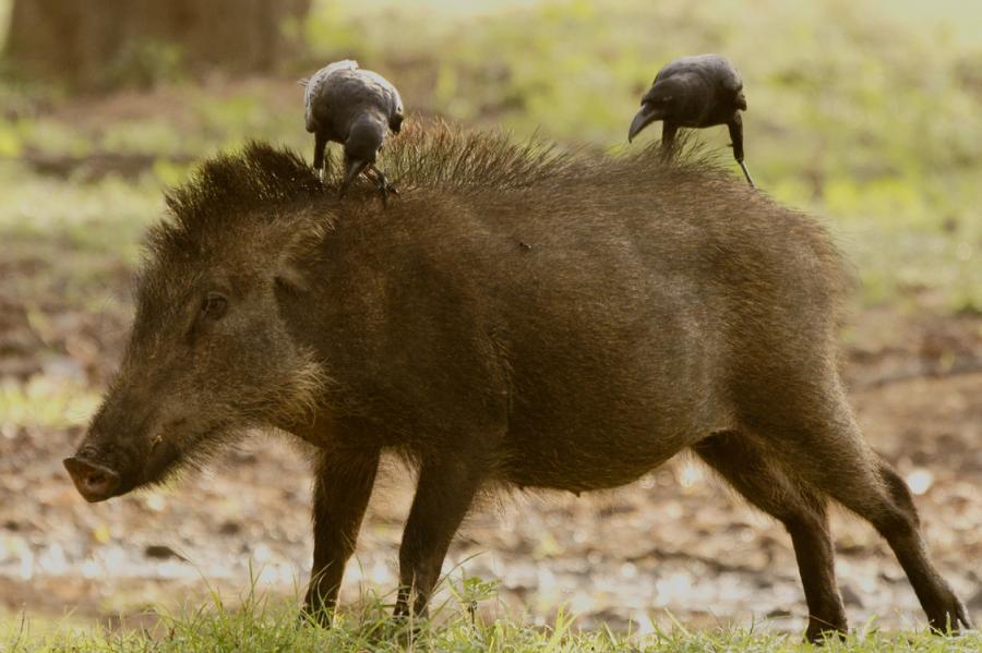 Daudz! Āfrikas cūku mēris pagājušajā nedēļā konstatēts 38 mežacūkām