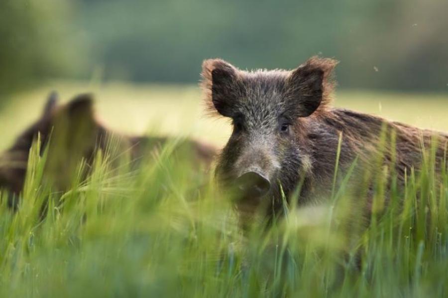 ĀCM vissmagāk skāris mežacūkas Ventspils, Alūksnes, Madonas un Gulbenes novados