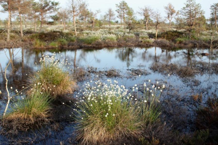 Latvijā sākas purva atjaunošanas programma (VIDEO)