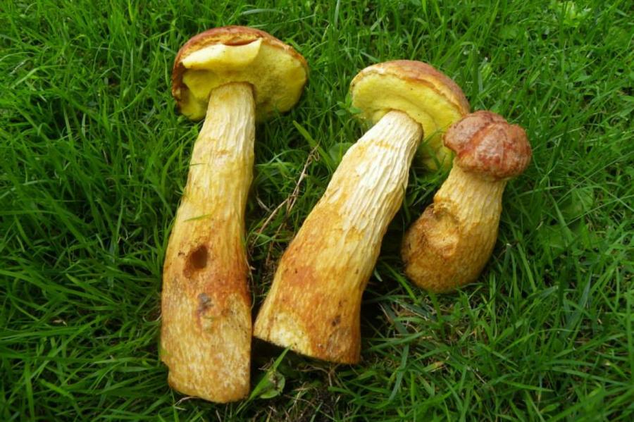 Latvijas sēņotāji sašķēlušies 2 nometnēs; strīdu iemesls - invazīva beka!