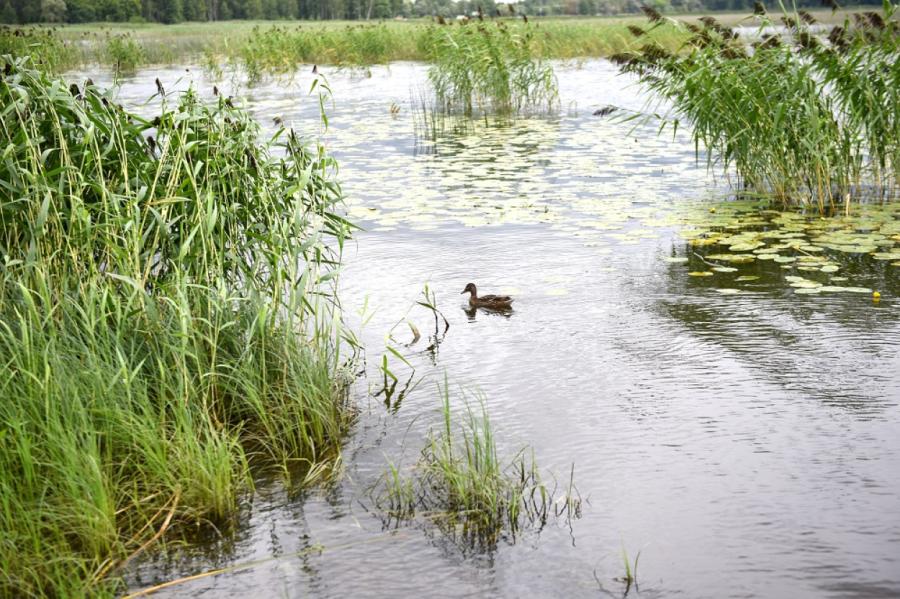 Līdaku nārsta platības uzlabošanai Burtnieku ezerā izpļauti ūdensaugi
