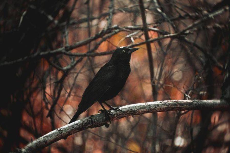 Nedēļas nogalē notiks putnu vērošanas pasākumi (+VIDEO)