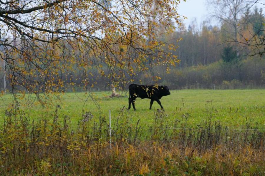 Otrdien daudzviet Latvijā gaidāms neliels lietus