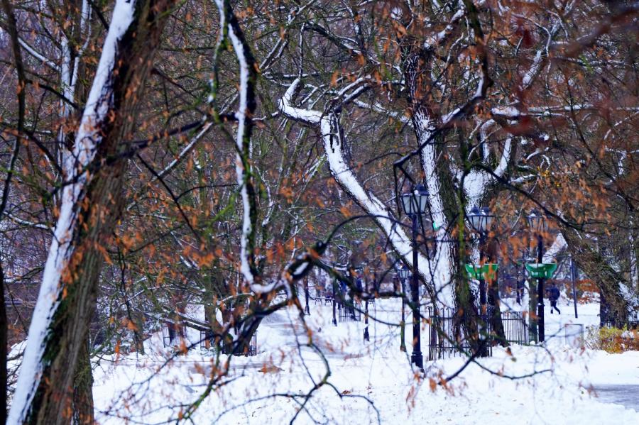 Rīgas ielās šogad iestādīs rekordlielu koku skaitu