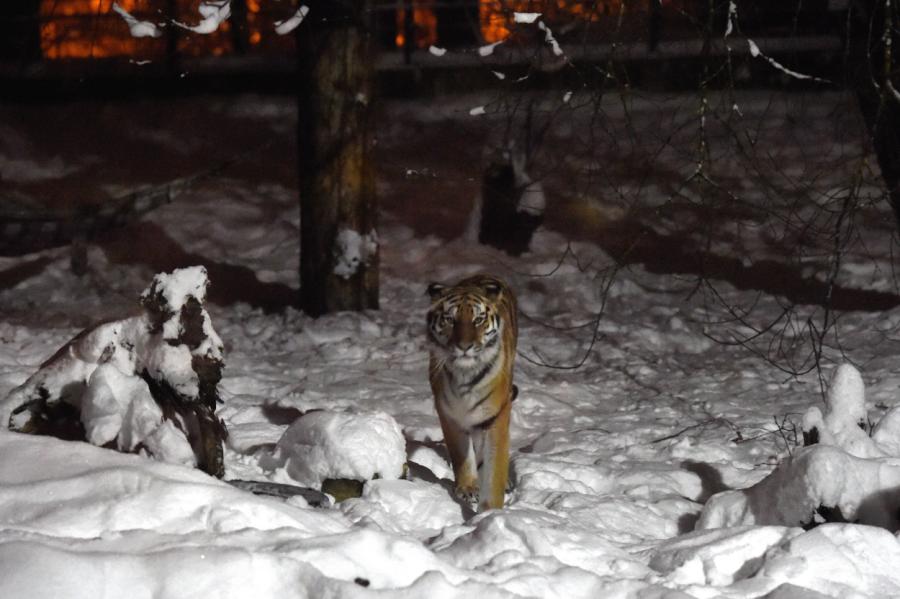 Rīgas zooloģiskajā dārzā sāksies Ziemas naktis