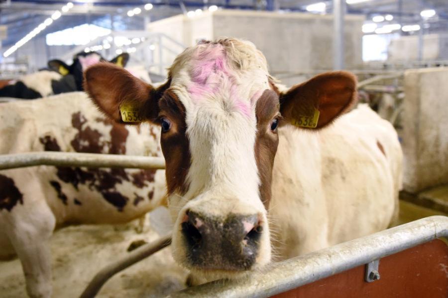 Saražotā piena produkcija pārdošanai pērn Latvijā pieaugusi par 24%