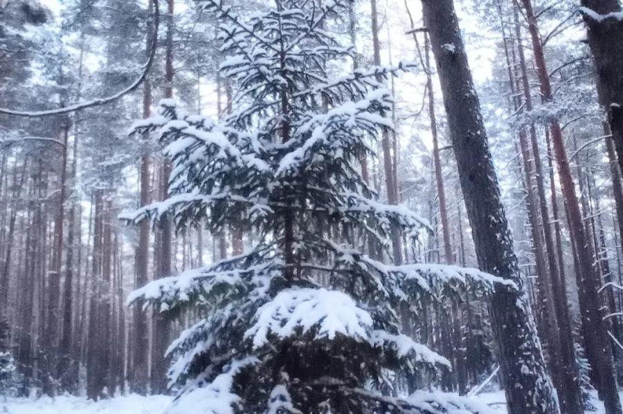 Elsperti brīdina mežu īpašniekus neuzticēties skaļiem solījumiem (+VIDEO)