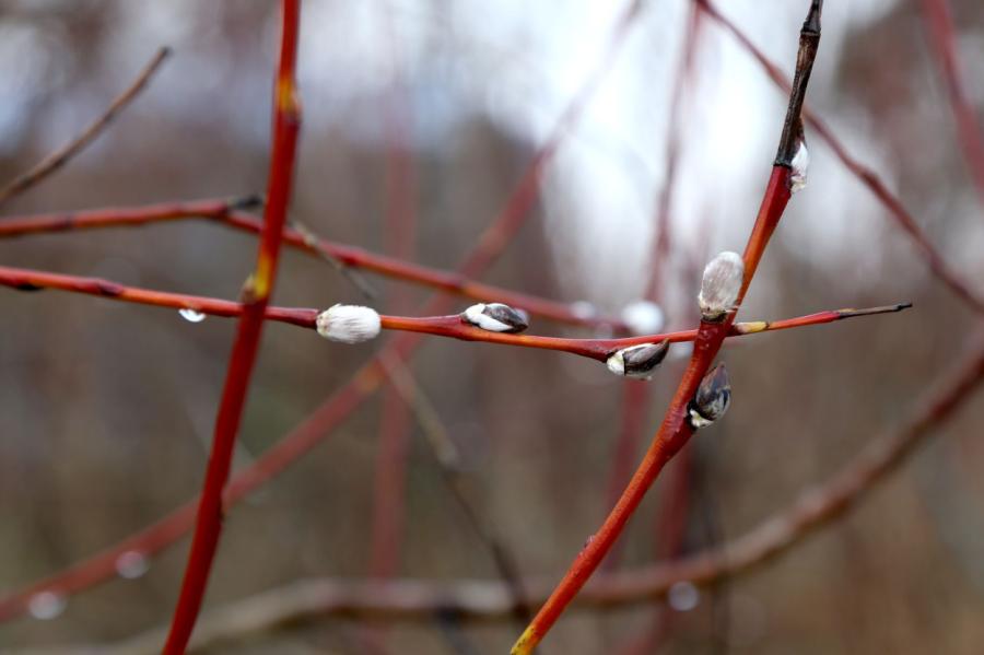 Pirmdien galvenokārt Latgalē gaidāms lietus