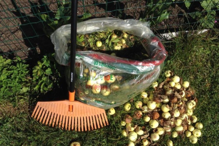 Rīdziniekiem jāzina: kas ir bioloģiskie atkritumi un kā tos pareizi apsaimniekot