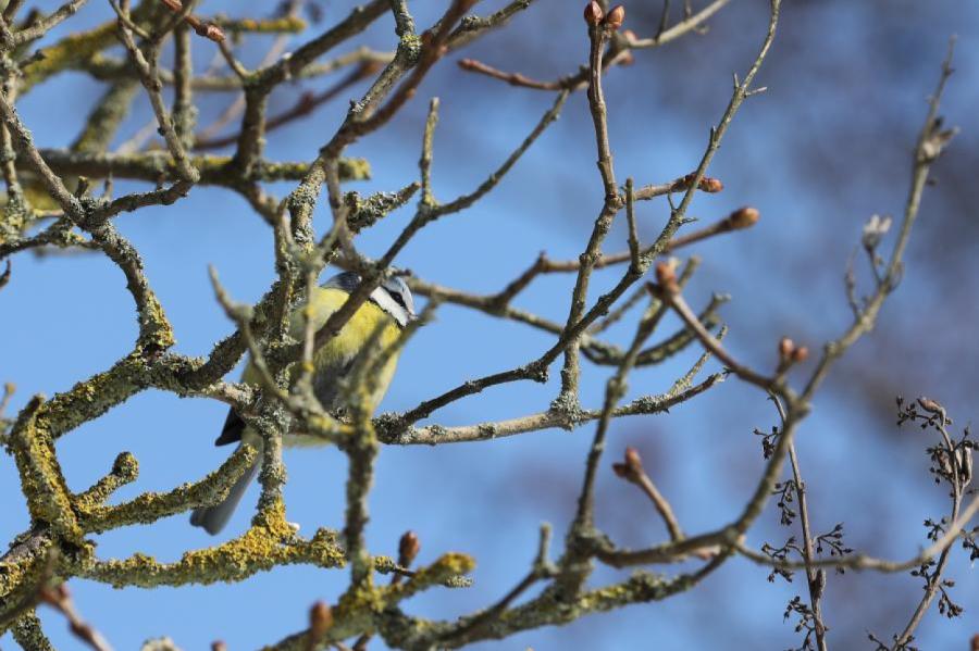 Sešās novērojumu stacijās pārspēts marta pirmās dienas siltuma rekords