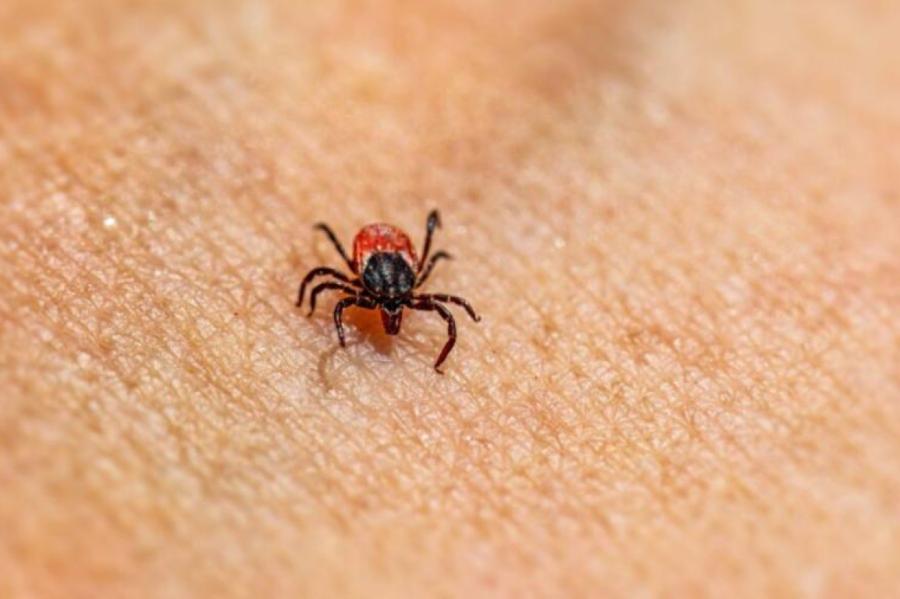 Latvijas Infektoloģijas centrā izņemta šogad pirmā ērce