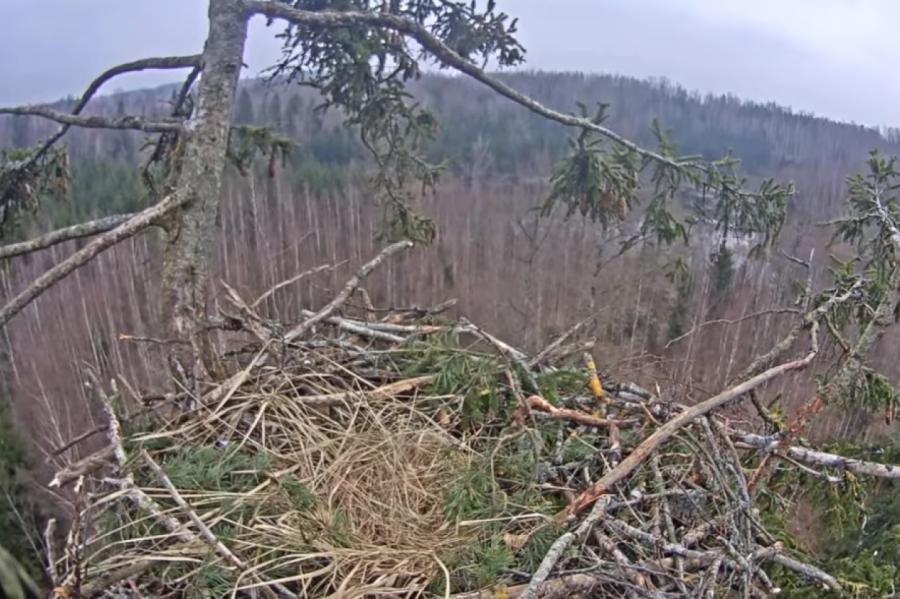 Ragu meklētāju sarunas aizbaida jūras ērgļus no ligzdas Durbē