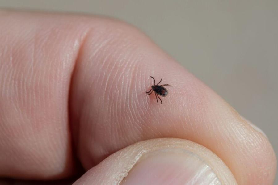 Lai drošs pavasara sākums: kā pasargāt sevi no ērcēm (+VIDEO)