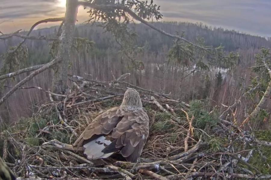 Pazudis Durbes ligzdas jūras ērglis Hugo