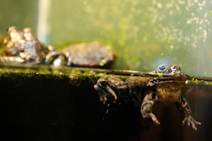 Astoņās diennaktīs brīvprātīgie izglābuši vairāk nekā 1 200 krupju