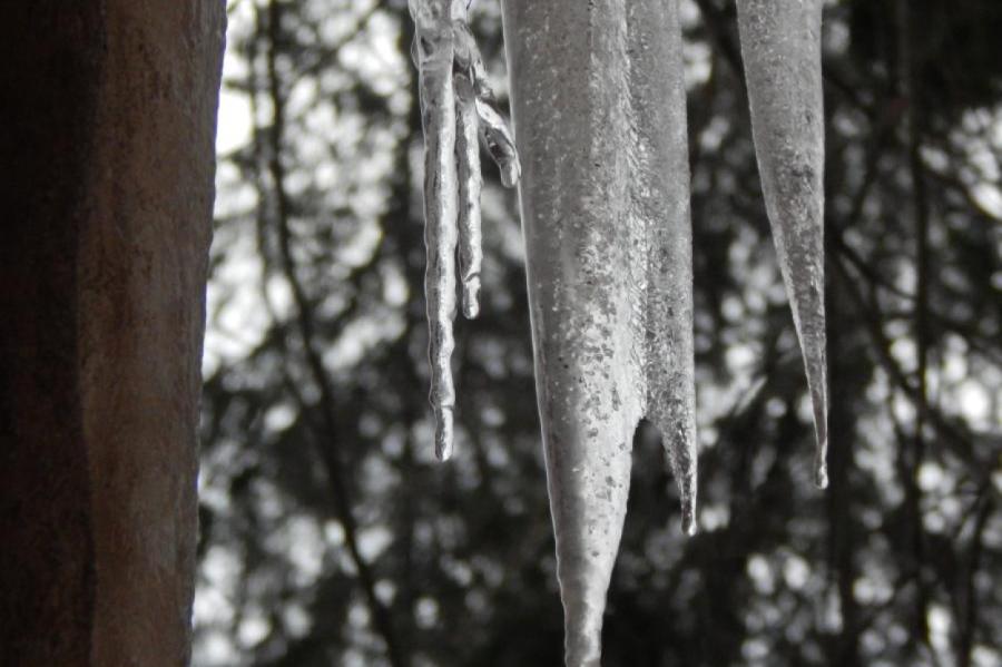 Saistībā ar sirmgalvja bojāeju iesniegts pieteikums par kompensāciju 30 000 eiro