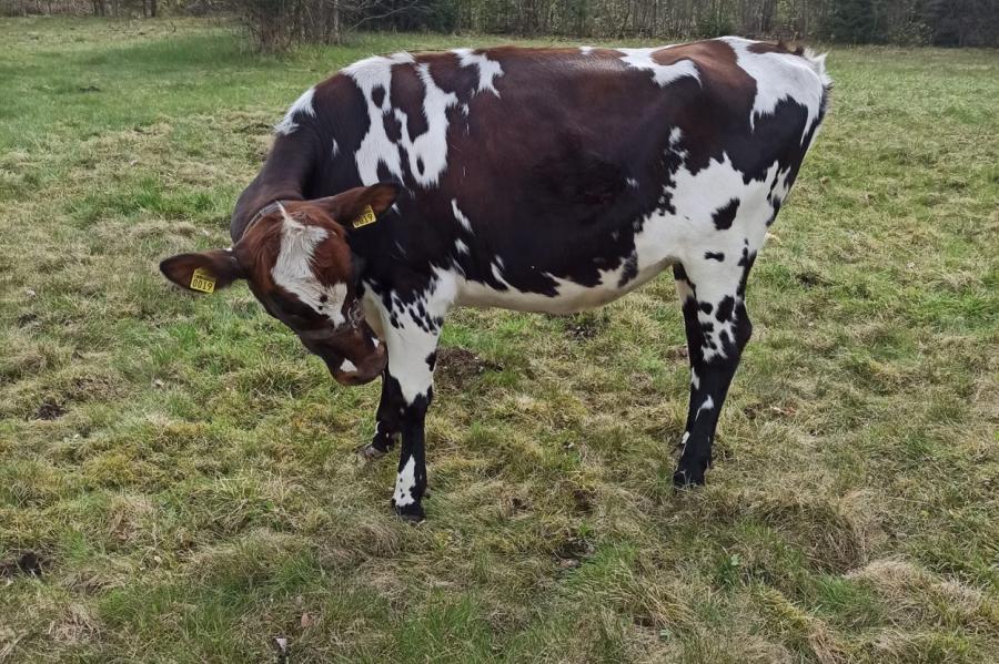 Piensaimnieks: «Līdz gada beigām Latvijā būs nedaudz ap 100 000 govju» (+VIDEO)