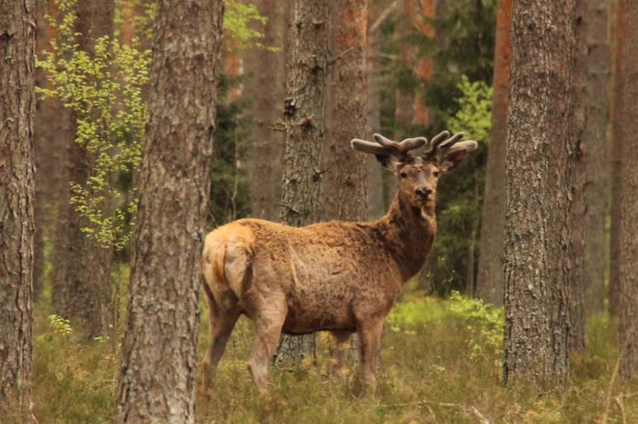 Labvēlīgie laika apstākļi šajā pavasarī ļāvuši atjaunot Latvijas mežus (+VIDEO)