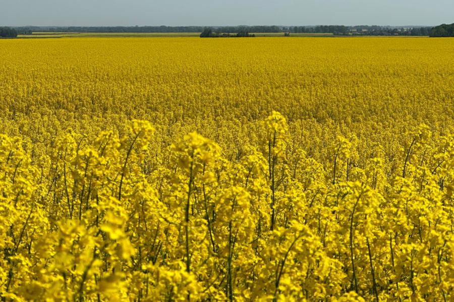 Agronoms: laika apstākļi rapša audzēšanai netraucē (+VIDEO)