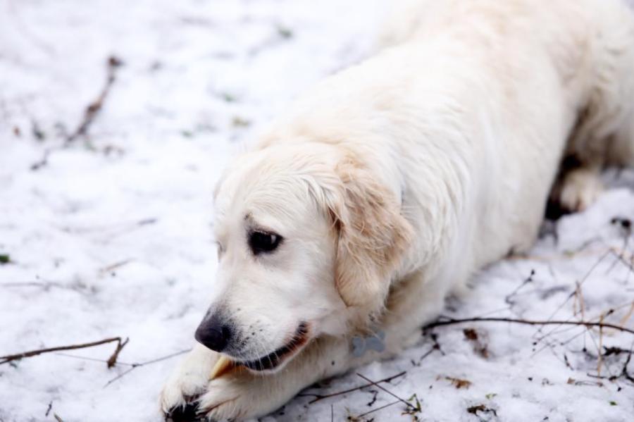 Pastiprina sodus par cietsirdību pret dzīvniekiem