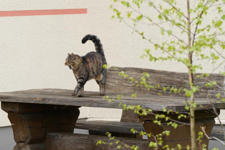 Pērn Rīgā sterilizēti 810 bezsaimnieka kaķi