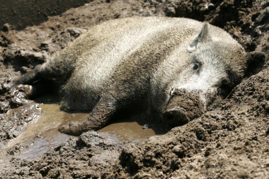 Āfrikas cūku mēris pagājušajā nedēļā konstatēts 23 mežacūkām