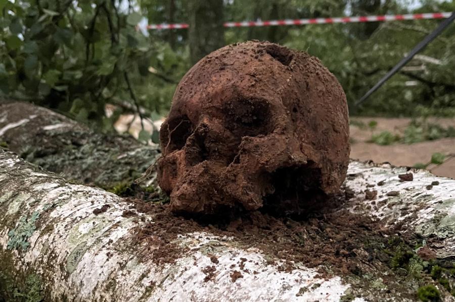 Zem vētrā nolūzuša koka pie Bauskas pils atrasti vairāki galvaskausi (+FOTO)