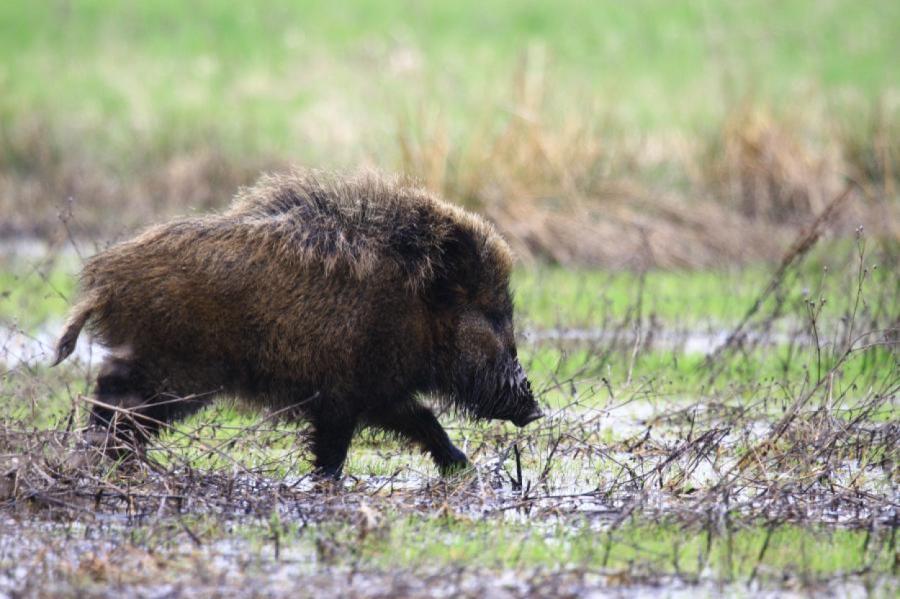 PVD par atrastām beigtām mežacūkām pērn ziņotājiem izmaksājis 83 600 eiro