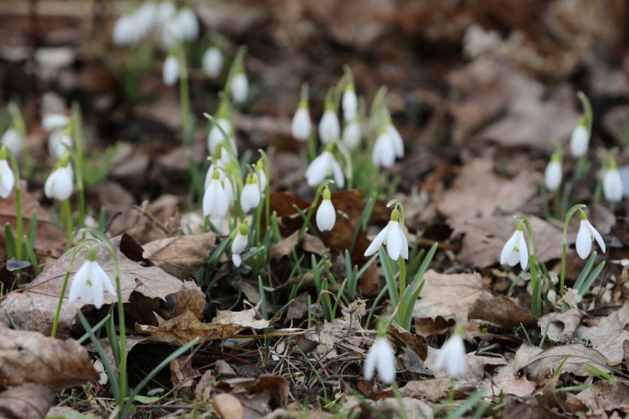 Svētdienas diena būs saulaina un sausa