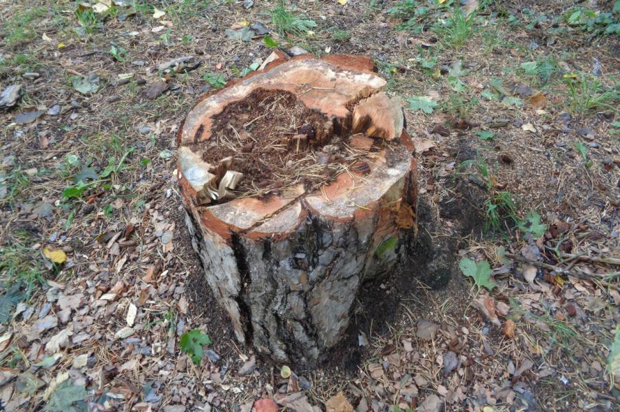 Advokāte: mežu īpašniekiem nav vairs valstij jāmaksā dubultā (+VIDEO)