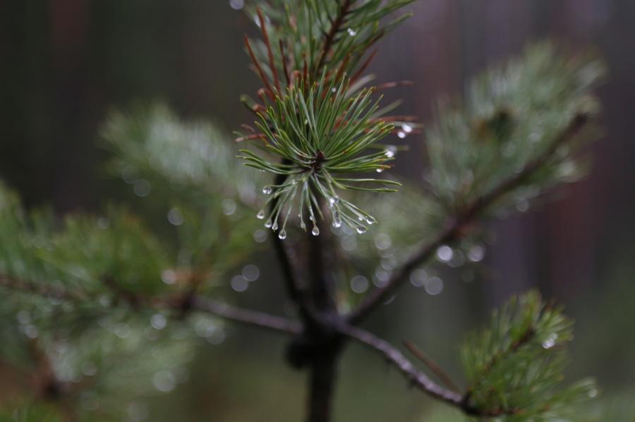 Otrdien Latvijas ziemeļrietumos gaidāms lietus