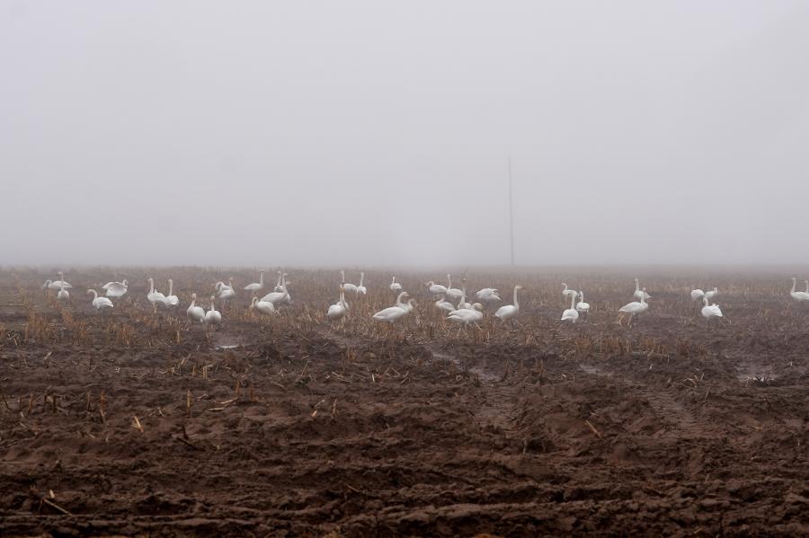 Trešdien daudzviet gaidāms neliels lietus un migla