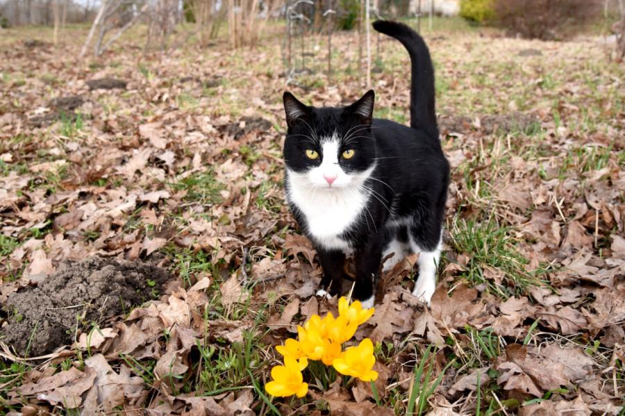 Tuvākās dienas būs samērā siltas