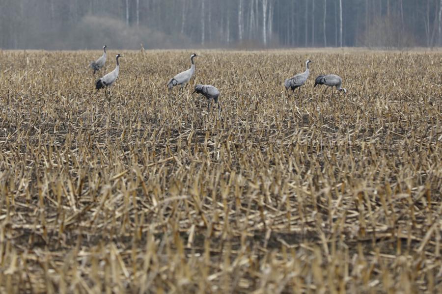 Zemgalē jau ir iesētas auzas, kvieši, pupas un zirņi
