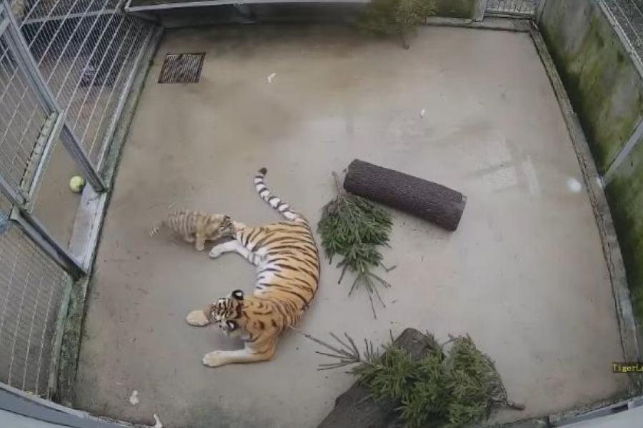 Rīga Zooloģiskajā dārzā piedzimuši tīģerēni