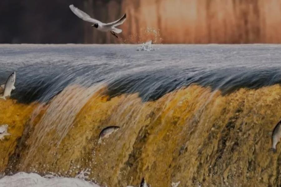Lido zivis - Kuldīga aicina uz ikgadējo pavasara šovu (+VIDEO)