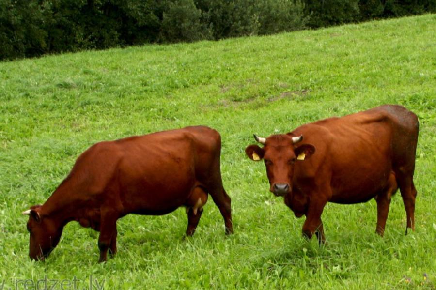 Aptuveni 50% teļu no Latvijas tiek eksportēti uz ārzemēm (+VIDEO)