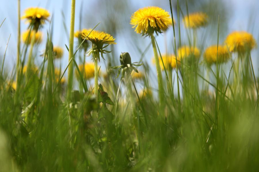 Daugavpilī un Rēzeknē sākusies meteoroloģiskā vasara